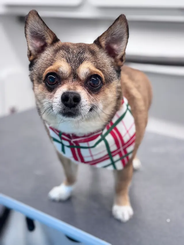Walt’s Perfect Pups Mobile Grooming — photo from the business 6