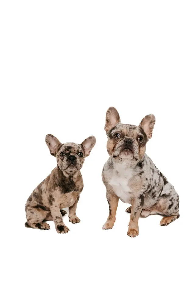 Walt’s Perfect Pups Mobile Grooming — photo from the business 1