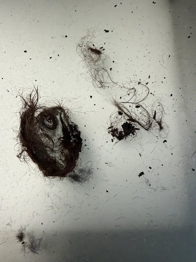 Bark on Main Pet Salon — customer photo 10