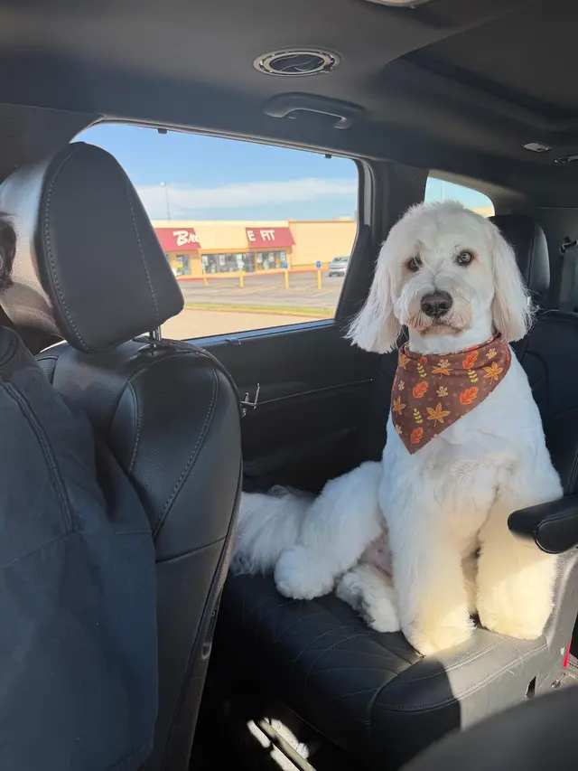 Bark on Main Pet Salon — customer photo 4