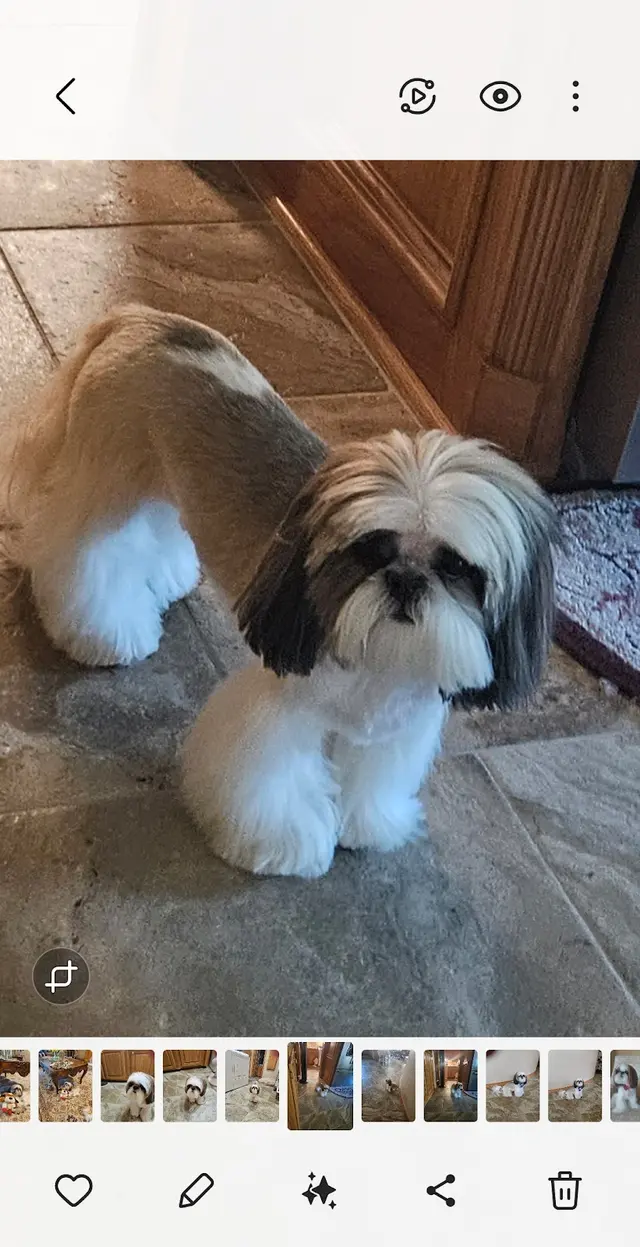 Bark on Main Pet Salon — customer photo 7