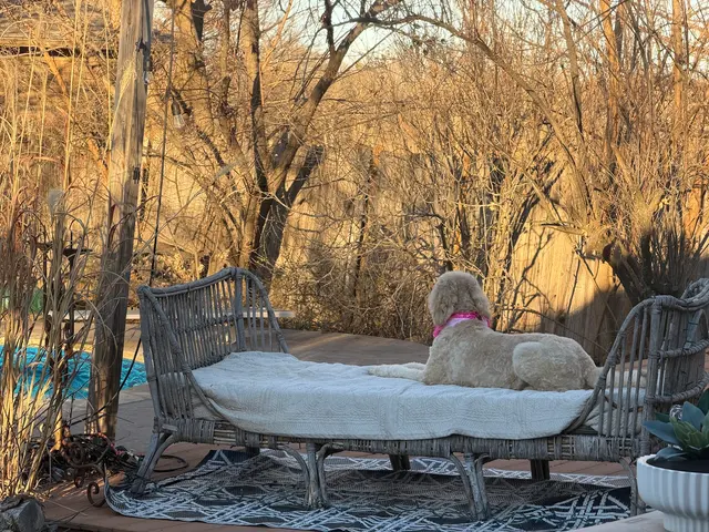 Bark on Main Pet Salon — customer photo 12