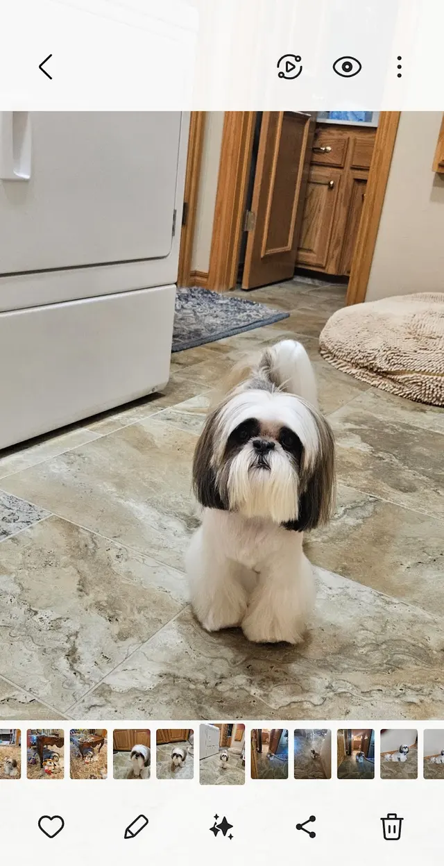 Bark on Main Pet Salon — customer photo 8
