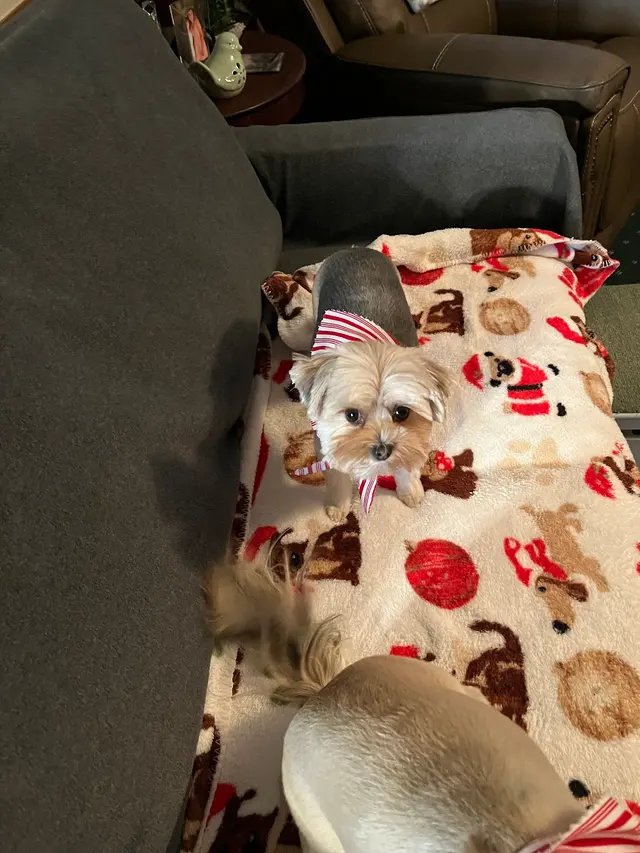 Bark on Main Pet Salon — customer photo 6