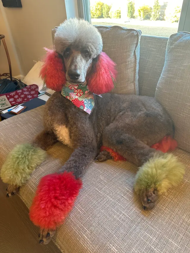 Bark on Main Pet Salon — customer photo 5