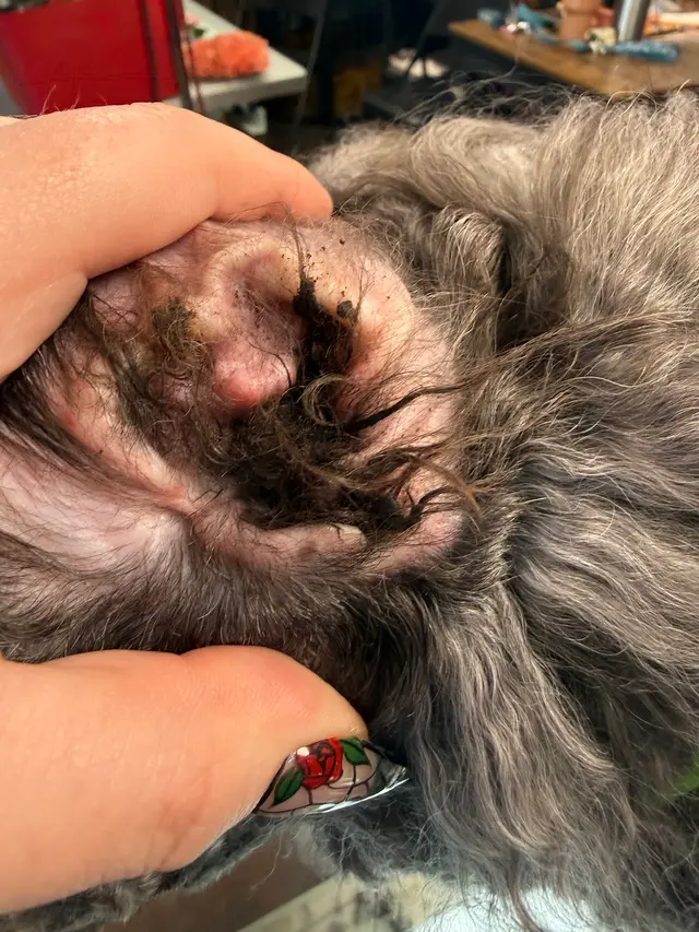 Bark on Main Pet Salon — customer photo 11