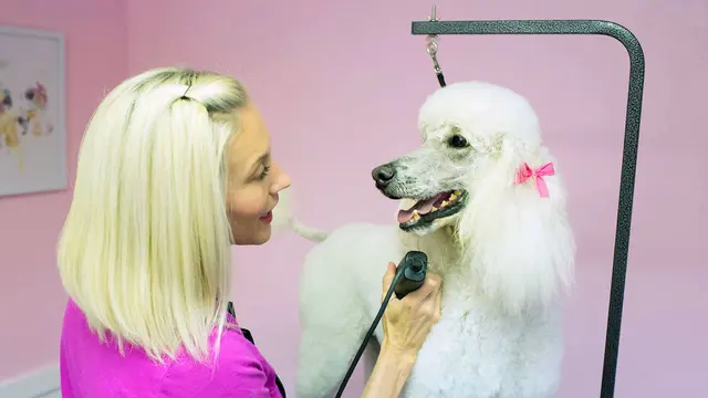 Bark on Main Pet Salon — photo from the business 1