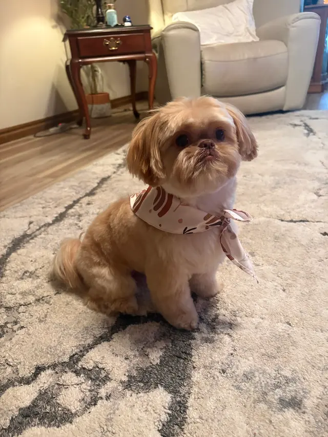 The Grand Dog Grooming and Wellness — customer photo 4