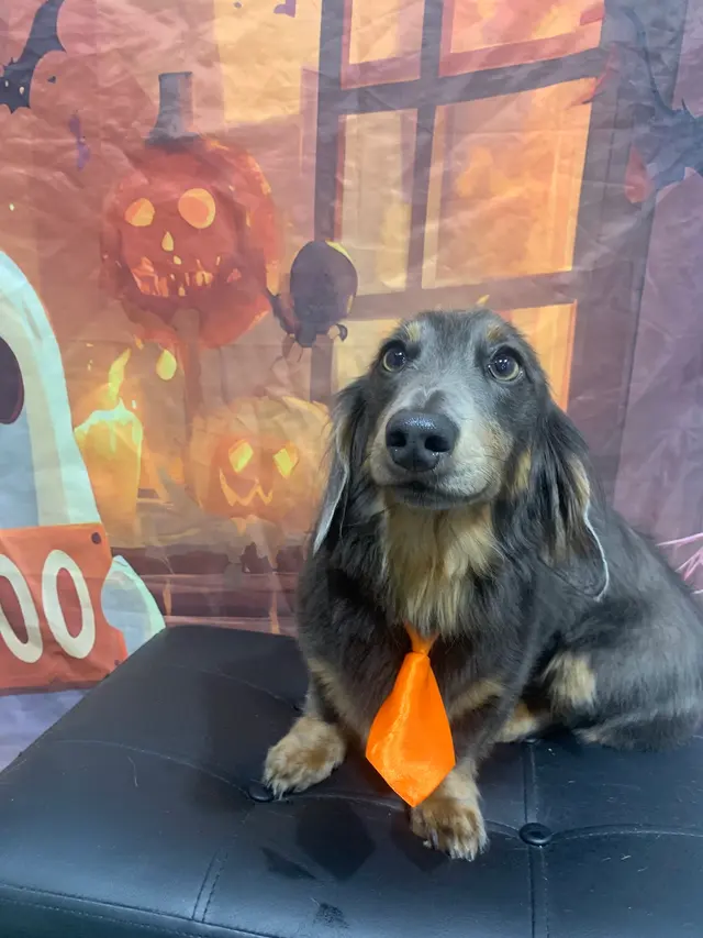 The Grand Dog Grooming and Wellness — customer photo 9