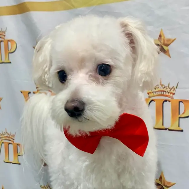 The Grand Dog Grooming and Wellness — photo from the business 5