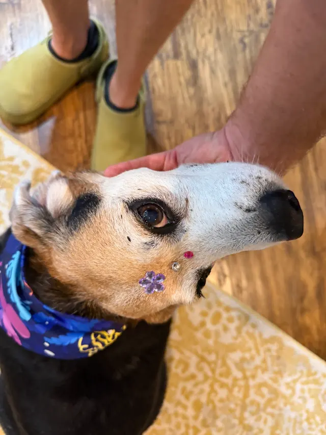 Customer photo of work by The Grand Dog Grooming and Wellness, from J “J&E E” Ezzell's review