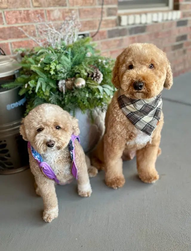 The Grand Dog Grooming and Wellness — customer photo 3
