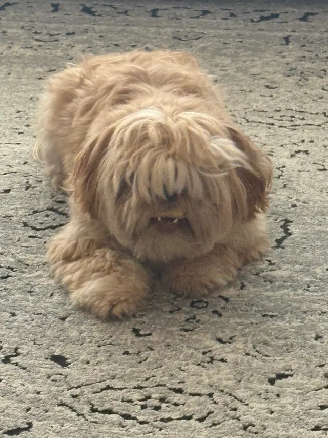 Customer photo of work by The Grand Dog Grooming and Wellness, from Jami Hurlburt's review