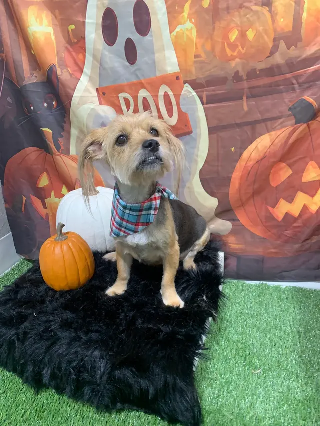 The Grand Dog Grooming and Wellness — customer photo 6
