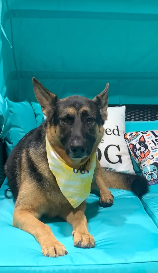 The Grand Dog Grooming and Wellness — photo from the business 8