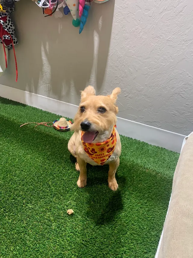 The Grand Dog Grooming and Wellness — customer photo 7
