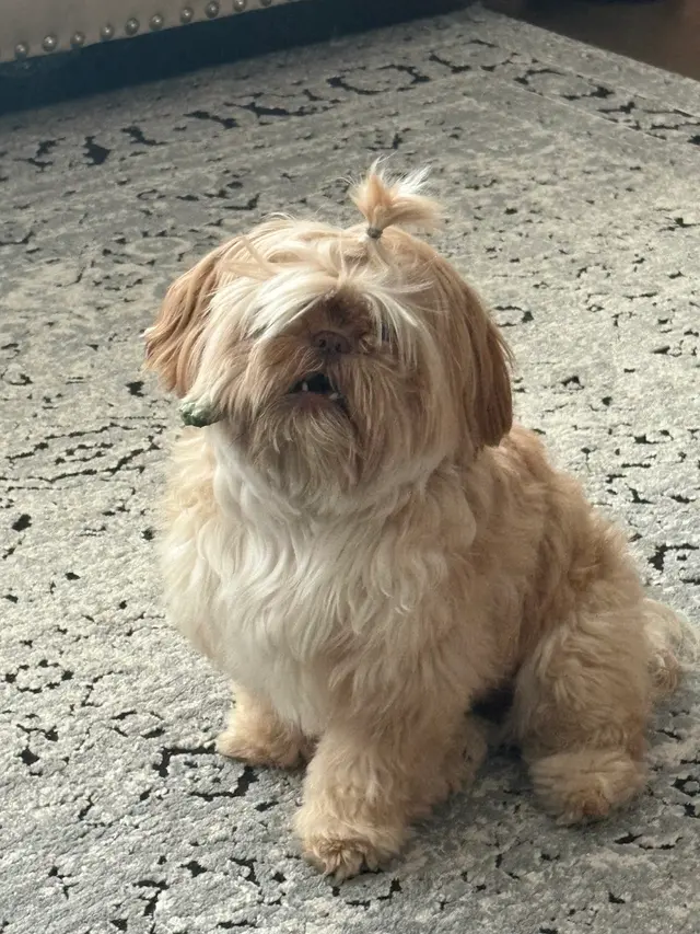 The Grand Dog Grooming and Wellness — customer photo 12