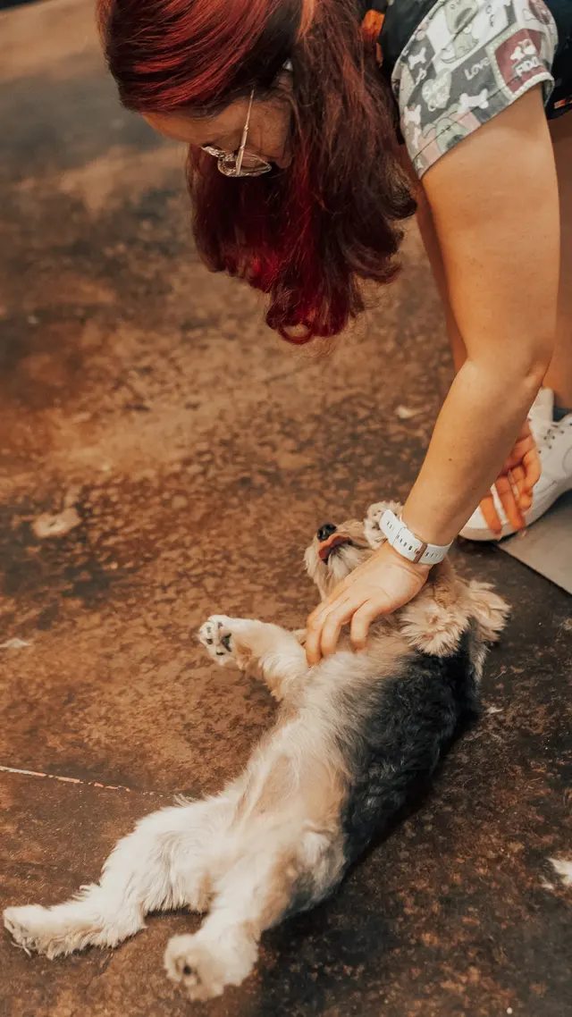 The Awesome Pawsome Pet salon & supply — photo from the business 11