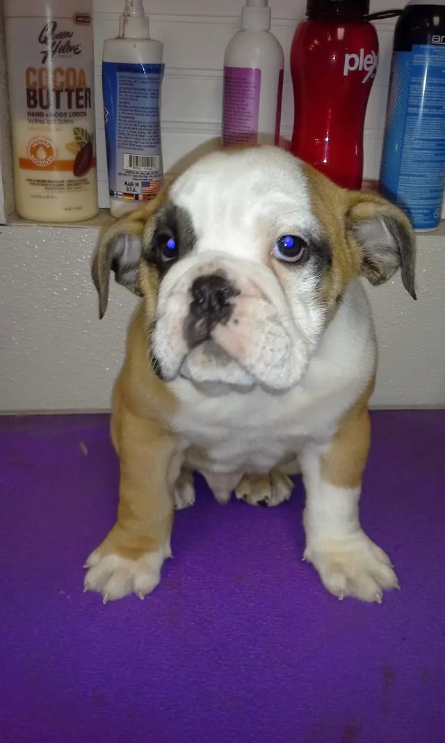The Awesome Pawsome Pet salon & supply — photo from the business 12
