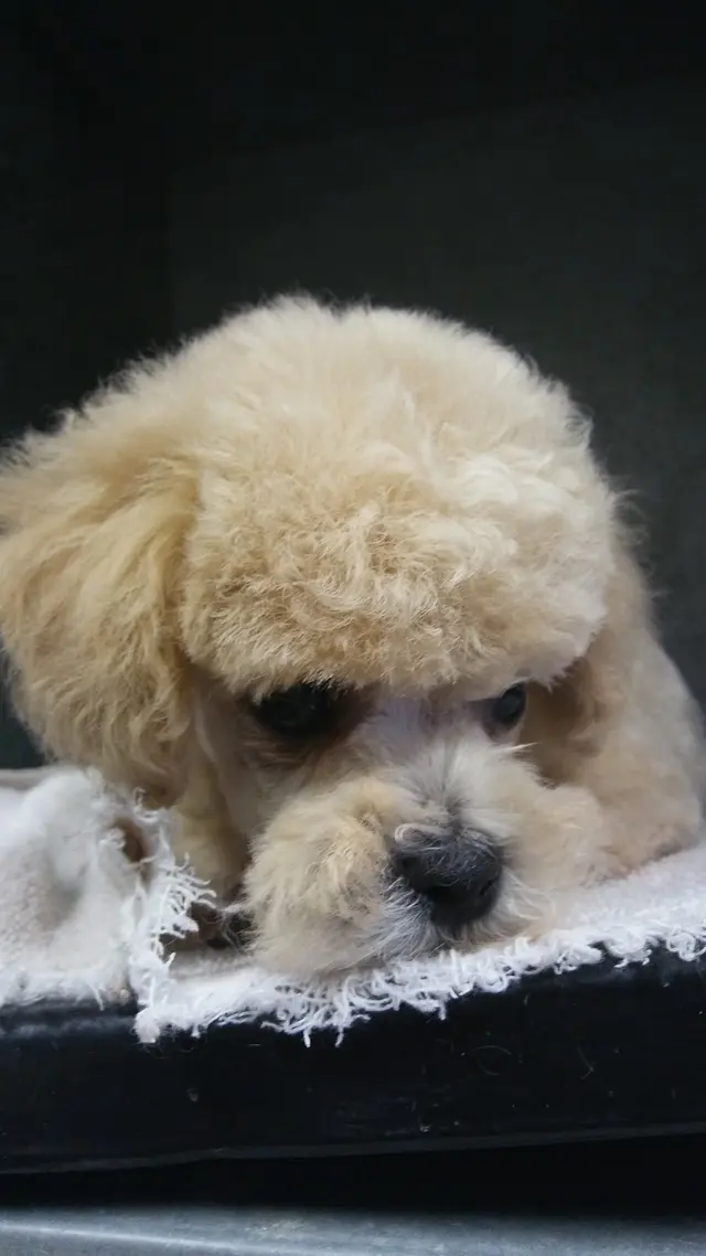 The Awesome Pawsome Pet salon & supply — photo from the business 7