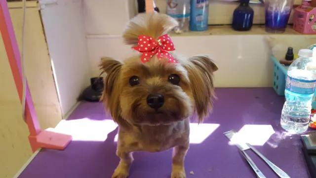 The Awesome Pawsome Pet salon & supply — photo from the business 3