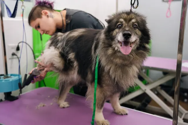 The Awesome Pawsome Pet salon & supply — photo from the business 4