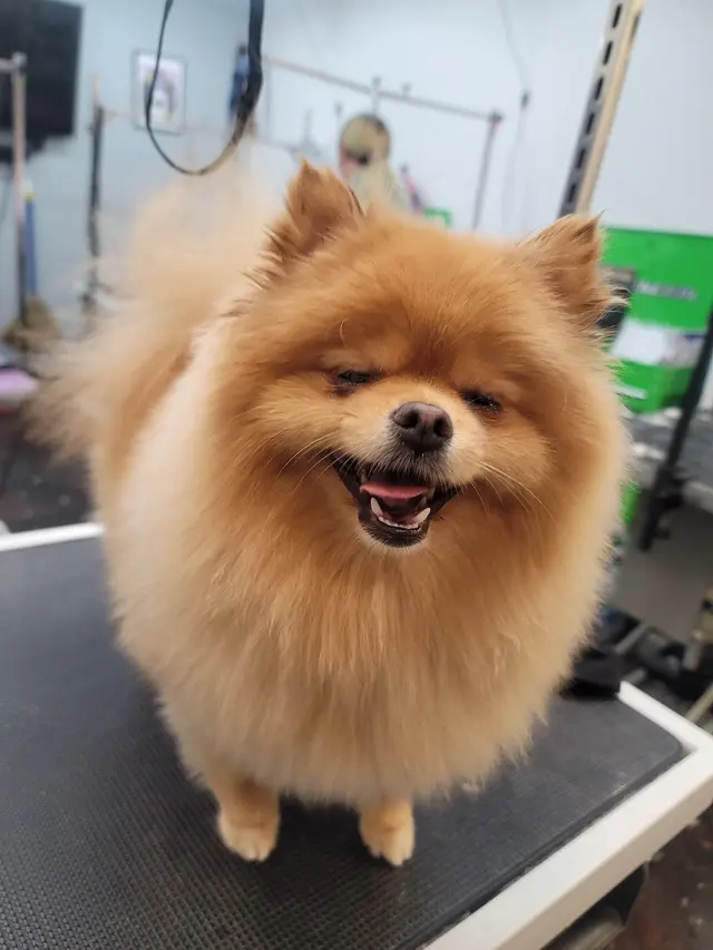The Awesome Pawsome Pet salon & supply — photo from the business 10