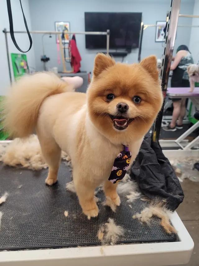 The Awesome Pawsome Pet salon & supply — photo from the business 1