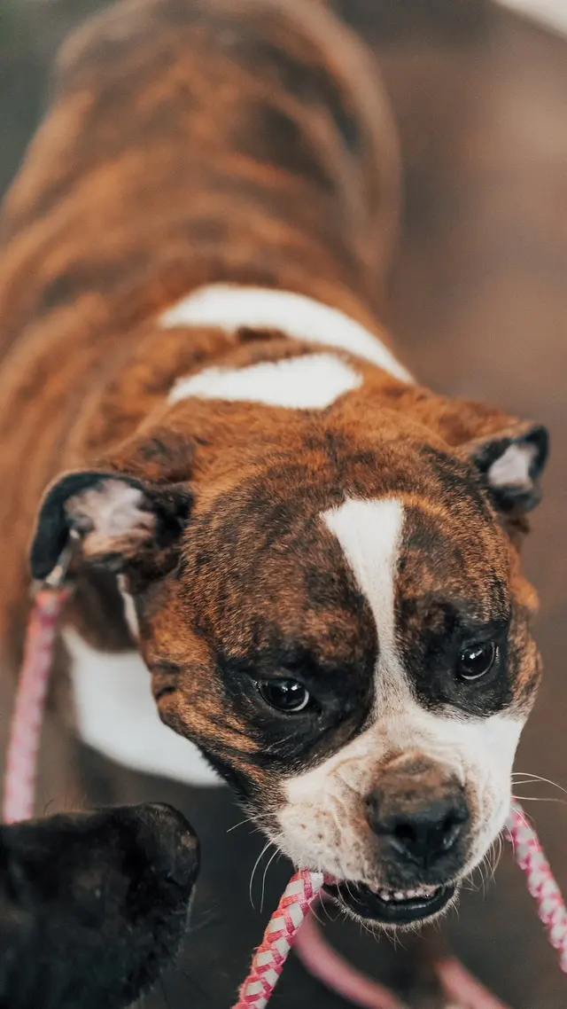The Awesome Pawsome Pet salon & supply — photo from the business 6