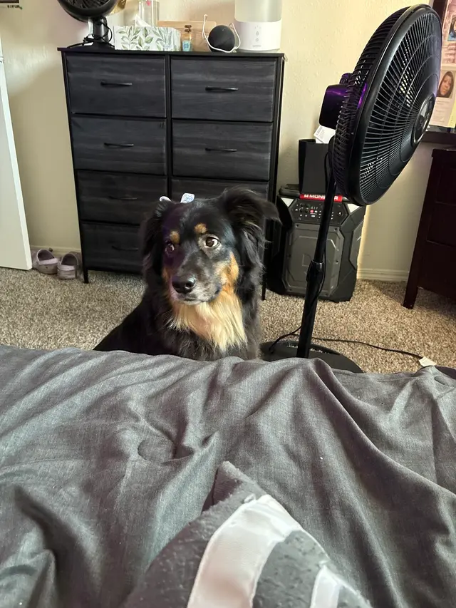 Customer photo of work by The Awesome Pawsome Pet salon & supply, from Sydney Weatherly's review