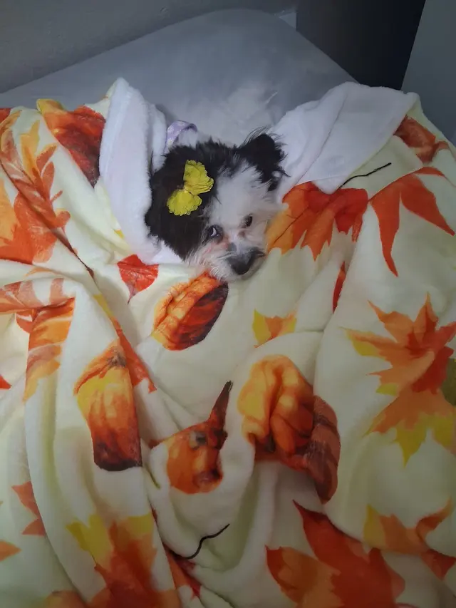 Customer photo of work by The Awesome Pawsome Pet salon & supply, from Michele House's review