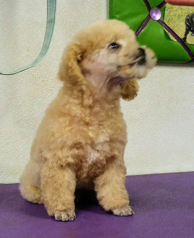 The Awesome Pawsome Pet salon & supply — photo from the business 8