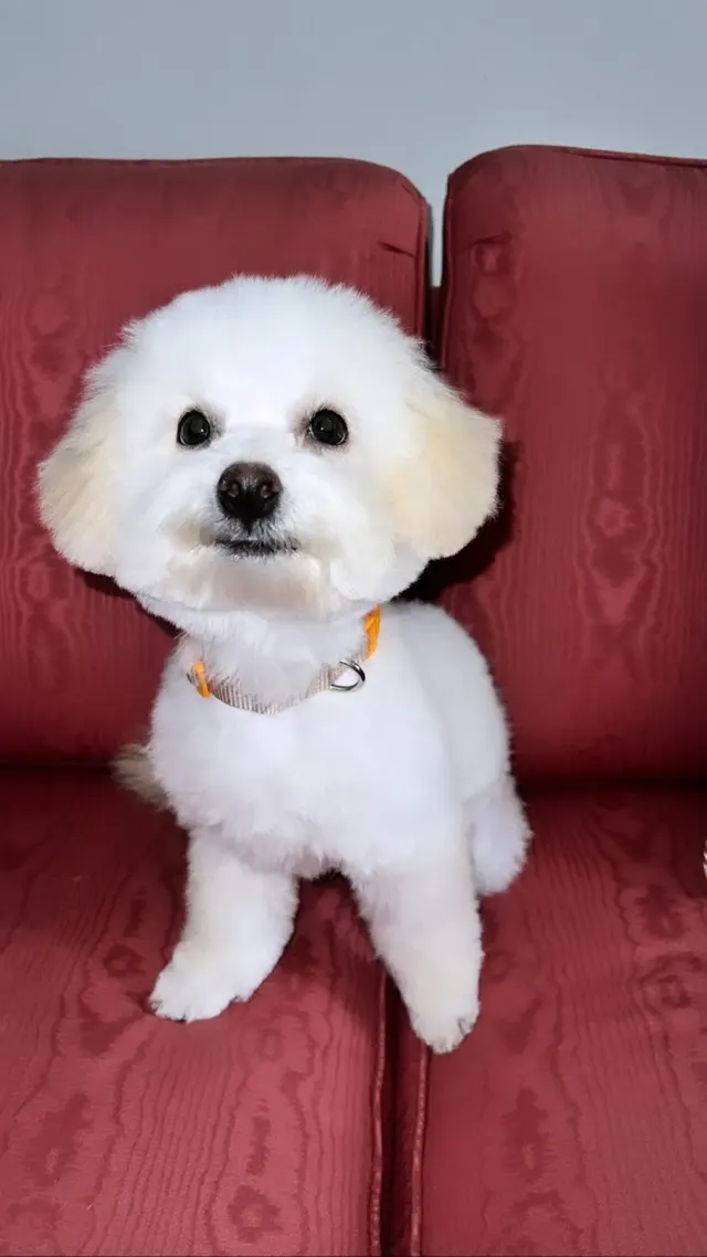 Aurbyn's Bark' N Beauty's Dog Grooming — customer photo 4