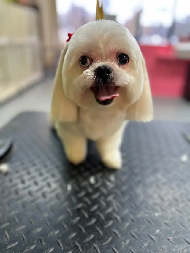 Aurbyn's Bark' N Beauty's Dog Grooming — photo from the business 3