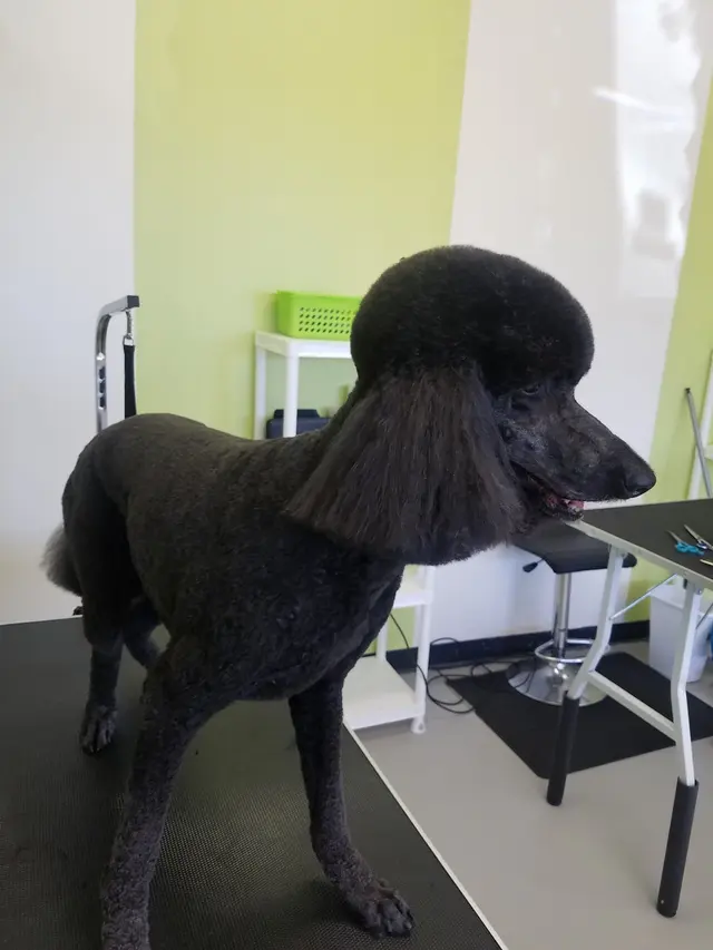 Aurbyn's Bark' N Beauty's Dog Grooming — photo from the business 2