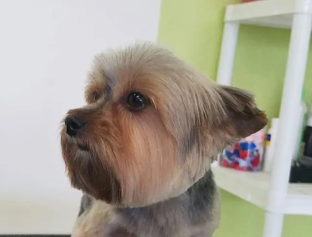 Aurbyn's Bark' N Beauty's Dog Grooming — photo from the business 7