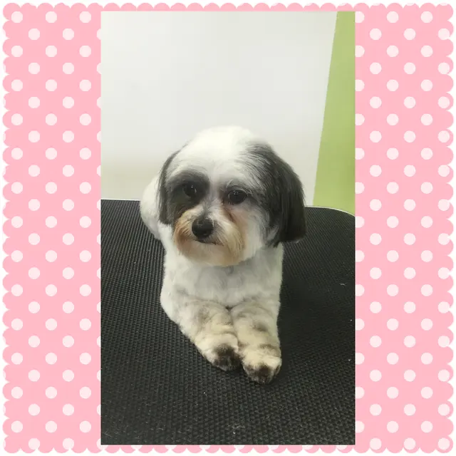 Aurbyn's Bark' N Beauty's Dog Grooming — photo from the business 12