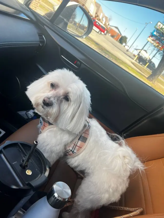 Customer photo of work by Aurbyn's Bark' N Beauty's Dog Grooming, from shiva daee's review