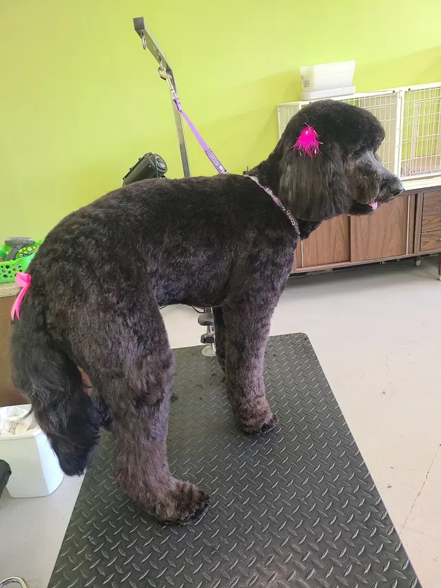 Aurbyn's Bark' N Beauty's Dog Grooming — photo from the business 11