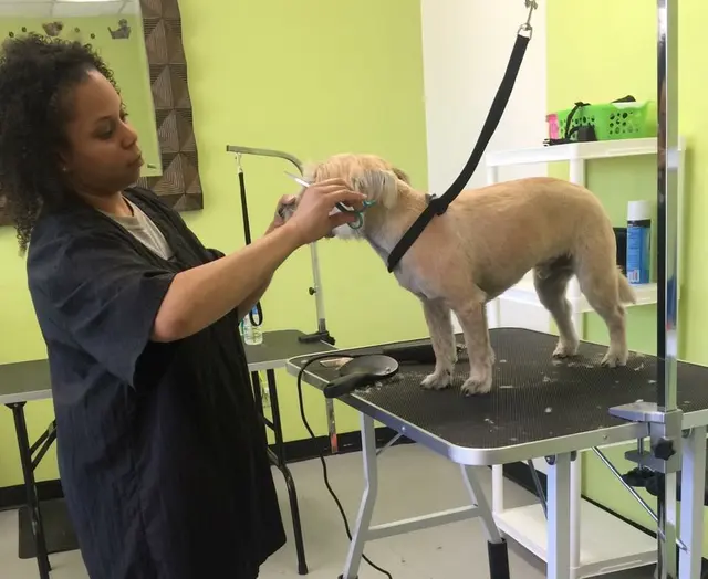 Aurbyn's Bark' N Beauty's Dog Grooming — photo from the business 6