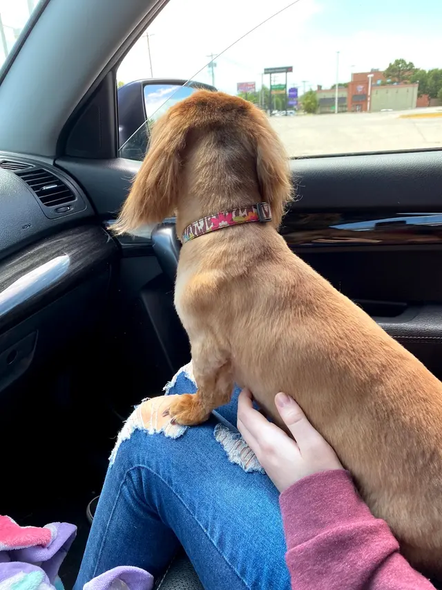 Aurbyn's Bark' N Beauty's Dog Grooming — customer photo 9