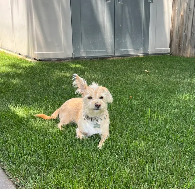 Unleashed Pet Grooming School — customer photo 9
