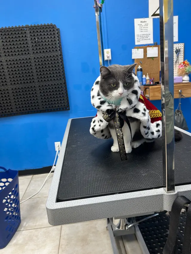 Unleashed Pet Grooming School — customer photo 7
