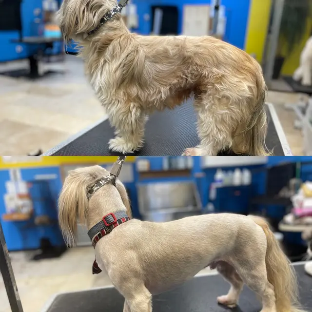 Unleashed Pet Grooming School — customer photo 1