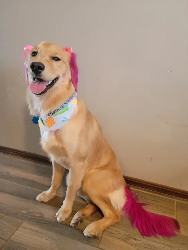 Unleashed Pet Grooming School — customer photo 12