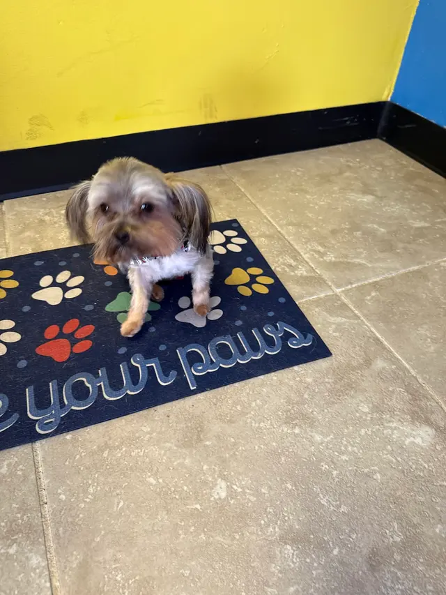 Unleashed Pet Grooming School — customer photo 10