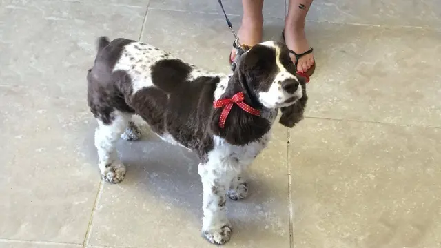 Unleashed Pet Grooming School — photo from the business 6