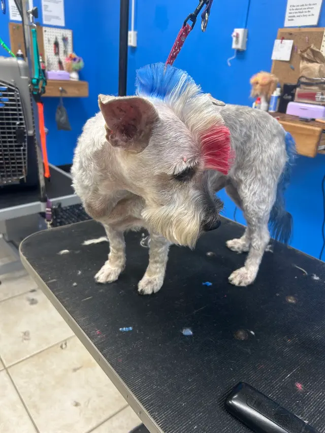 Unleashed Pet Grooming School — customer photo 4