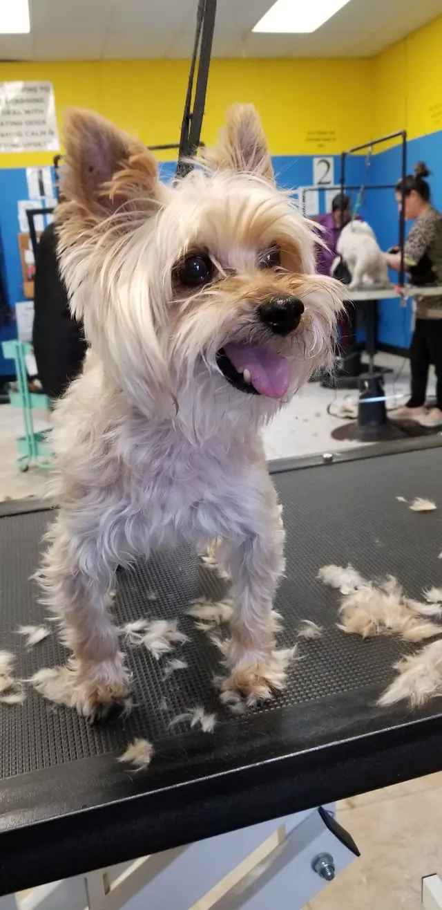 Unleashed Pet Grooming School — customer photo 3