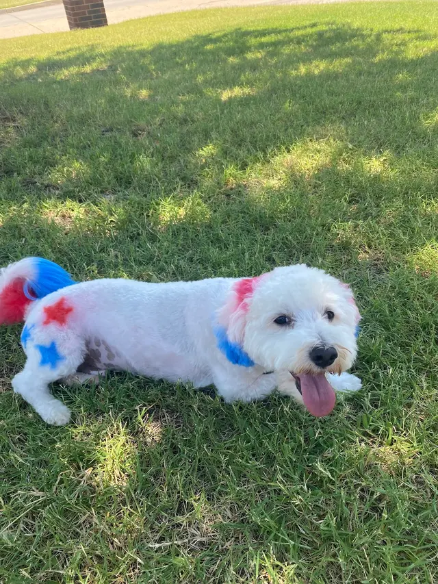 Unleashed Pet Grooming School — customer photo 8